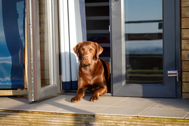Dog friendly pod | Dog stay friendly glamping stay near Ashbourne |