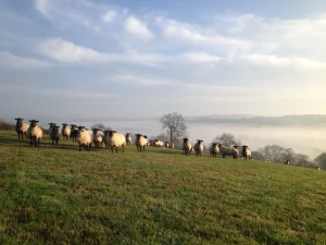 Sheep Farm stay Lambing Lambs
