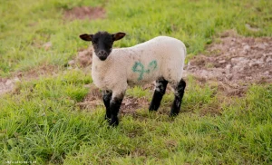 Lambing lambs farm life sheep