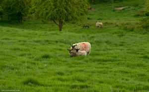 Springtime on the farm, lambs, lambing in the Peak District