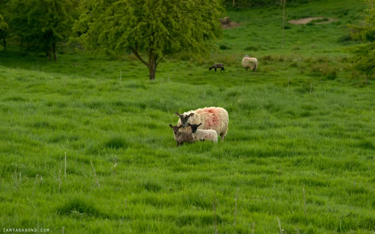 Springtime on the farm, lambs, lambing in the Peak District