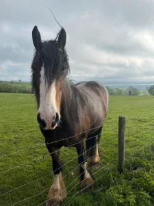 Upper Delves Lady Lily Shire Horse 