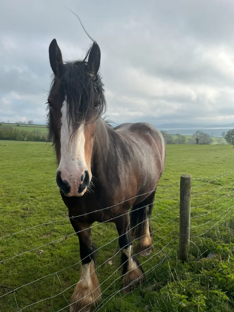 Upper Delves Lady Lily Shire Horse