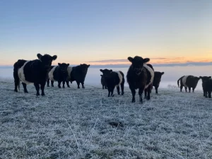 Belted Galloway Cows at Mulino Lodge
