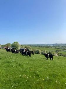 Cycle Store View Belted Galloway Cows near Lavender Pod