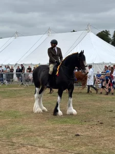 Shire Horses at Ashbourne Show