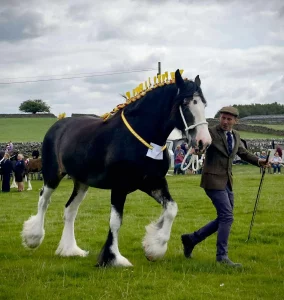 Lady Rose Shire Horse at Manifold Show